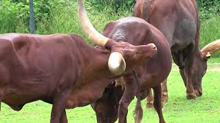 Ankole Watusi  Facts about the animals [upl. by Farron132]