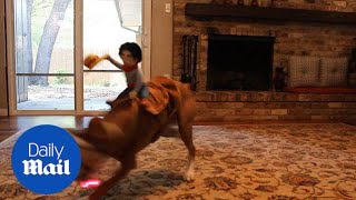 Hilarious moment dog dressed as rodeo bull chases a laser  Daily Mail [upl. by Arekat]