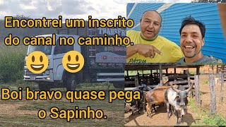 Transporte de vacas e bezerros rota Campanário para Santa IsabelMG 🚚🚚🚚 [upl. by Alyce248]