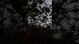 Evening bird song birds birdcamstream birdcams song birdsong [upl. by Rehtul472]