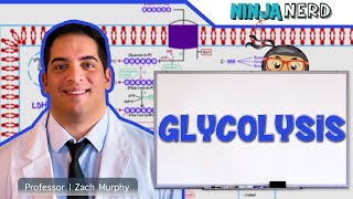 Metabolism  Glycolysis [upl. by Elena]