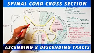 Ascending amp Descending Tracts  Spinal Cord cross section Neuroanatomy [upl. by Anyar552]