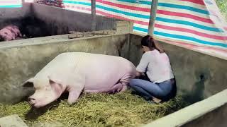 Pigs about to give stop breathing  call a veterinarian to save the sow [upl. by Amrac]