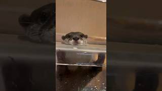 Otters are enjoying playing in the pool😍🦦🦦Cute Otter ytviral ottervideos ytshorts [upl. by Oznarol]