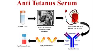 AntiTetanus Serum  Tetanus Antisera  How it Works and Why You Need It [upl. by Durrell386]