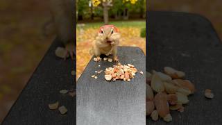 Get your earmuffs out Winter is coming chipmunk backyardwildlife funnyanimals y [upl. by Silma]