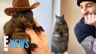 Peanut the Squirrel EUTHANIZED by New York Authorities Per Owner  E News [upl. by Namqul928]