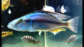 ディミディオクロミスコンプレシケプス Malawi eyebiter Dimidiochromis compressiceps [upl. by Cardon]