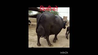 हमारे यहां से सस्ती वैसी आपको कहीं नहीं मिलेगी murrha nasal buffalo 🦬🦬🦬 viral videos 📸📷🎥 [upl. by Torrlow12]