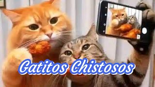 🤣👉NUEVOS Videos de Gatos Graciosos  Videos de Risa de Gatos Chistosos a la hora de comer 😹 [upl. by Melanie]