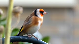 20 ALGEMENE VOGELS en hun ZANG voor BEGINNERS [upl. by Dasteel]