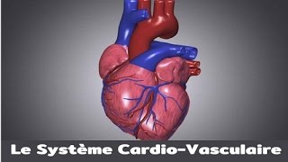 Le système cardiovasculaire [upl. by Ssepmet375]