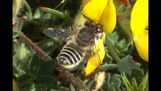 Zilveren fluitje Megachile leachella vrouwtje [upl. by Sabanrab540]