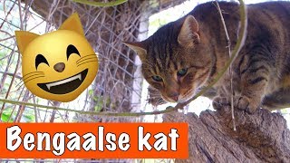 Bengaalse kat🐱  DierenpraatTV [upl. by Sinnek]