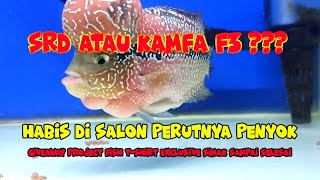 Review Louhan KAMFA x Louhan SRD  Tips Salon Ikan Louhan [upl. by Ker]