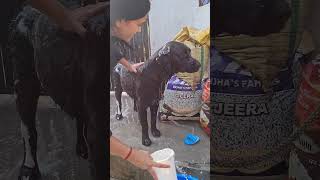 Abhi kuch dino se song music lovesong shots minivlog dog bathing [upl. by Adnor]