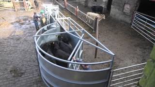 Cattle handling done right [upl. by Hcire]