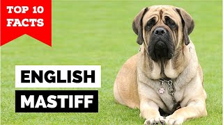 English Mastiff  Top 10 Facts [upl. by Airahs167]