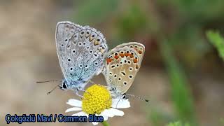 Çokgözlü Mavi  Common Blue  Polyommatus icarus [upl. by Adnala]