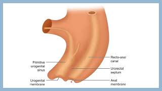 DEVELOPMENT OF HINDGUT easy embryology gross anatomy channel [upl. by Aimerej511]