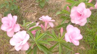 Rosa do deserto patuma olha que obra da natureza 🌺🌺🌺 [upl. by Herod232]