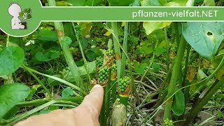 Gefleckter Aronstab  Fruchtbildung  120518 Arum maculatum  giftige Wildpflanzen Bestimmung [upl. by Noble551]