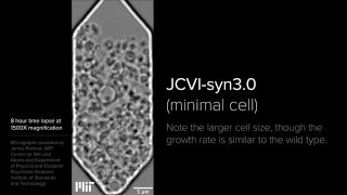 JCVIsyn30 — Minimal Cell [upl. by Ylrebmek]