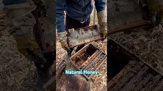 viralvideo viralshorts honeynaturalhoneybeekeeping farmer [upl. by Assyla]