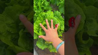 Episode 77  Italian lettuce is particularly crisp and has a light sweetness It is in the lower [upl. by Paulina]