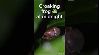 Croaking frog at midnight 🐸cute experiment labexperiment animalphotos science animalpictures [upl. by Yorgerg]