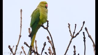 Roseringed Parakeet or Ringnecked Parakeet Psittacula krameri 4 [upl. by Clara]