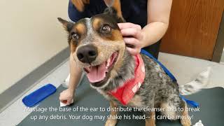 How to Clean your Dogs Ears [upl. by Enehs]