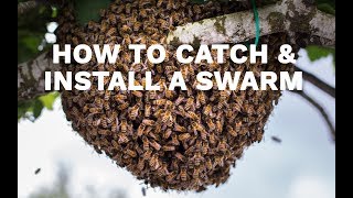 How to Catch amp Install a Swarm [upl. by Thetes]