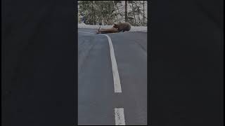 Orso attacca un cervo in mezzo alla strada in Trentino alto adige video shockante [upl. by Galen]