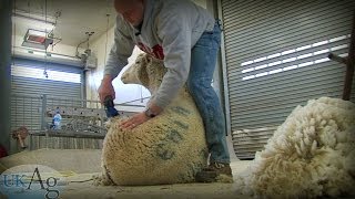 Ontario Lamb Farming [upl. by Hector]