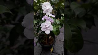 WOW Yesterday Today Tomorrow plant  Brunfelsia pauciflora plants flower garden epicgardening [upl. by Nosloc]