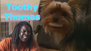 Toothy Thomas Dog With Human Teeth ❗😲 😮Commentary amp Vid😮 David Spates [upl. by Riatsila671]