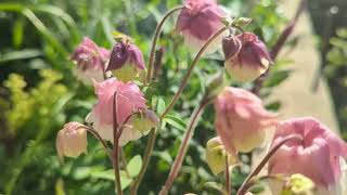 ５月のオダマキ・ピンクペチコートAquilegia vulgaris Pink Petticoat in May [upl. by Lechar]