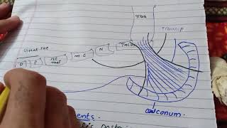 Flexor retinaculum of Leg [upl. by Fante]