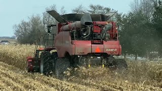 late November corn harvest Case IH 8250 Combine [upl. by Tsiuqram843]