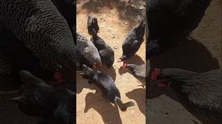 Stink Bug Season Snack for the Chickens stinkbug backyardchickens chickenlife homestead chicken [upl. by Zehcnas]