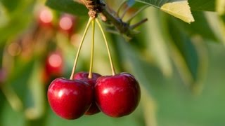 How to Grow Cherry Trees  Complete Growing Guide [upl. by Htur]