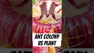 Ant Colony vs Carnivorous Plant [upl. by Thinia2]