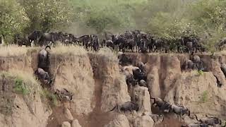 Great migration in Serengeti Tanzania [upl. by Ynffit744]