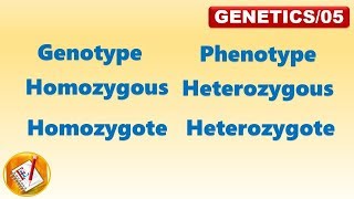 Genotype Phenotype Homozygous Heterozygous Homozygote Heterozygote FLGenetics05 [upl. by Patten]