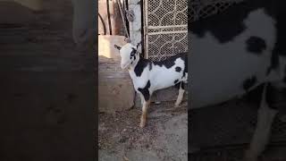 Goat  ablak rahimgoatfarm teddybakra teddibakryan 2024 babygoat top qulity [upl. by Shanly750]