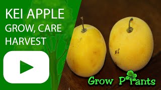 Kei apple  grow care amp harvest Dovyalis caffra [upl. by Agan]