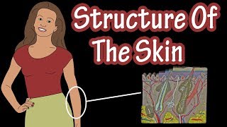 Structure Of The Skin  Layers Of Skin  Types Of Skin  Types Of Skin Cells  Integumentary System [upl. by Aissenav]