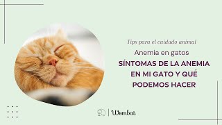 ¿Tu gato tiene anemia Señales que NO puedes ignorar 🩸🐱 [upl. by Salisbury]