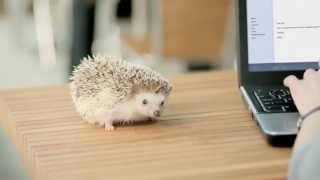 Cheeky hedgehog gives WiFi privacy tips  Norton™ Hotspot Privacy [upl. by Weil]